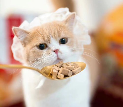 這屆年輕人為何熱衷養(yǎng)寵物？寵物食品市場(chǎng)迎來(lái)新機(jī)遇